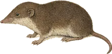 Carmen Mountain Shrew