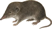 Dusky Shrew
