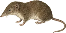Salvin's Shrew