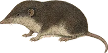 Ornate Shrew