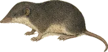Verapaz Shrew