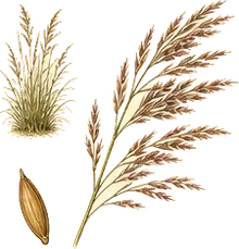 Johnsongrass