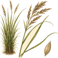 Prairie Cordgrass