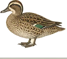 Garganey