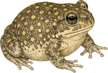 Plains Spadefoot