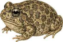 Western Spadefoot