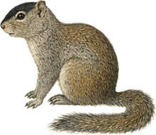 Baja California Rock Squirrel
