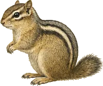 Golden-mantled Ground Squirrel