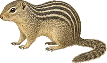 Thirteen-lined Ground Squirrel