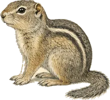 Rock Squirrel
