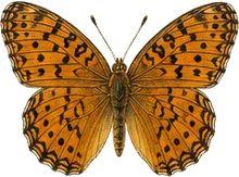 Aphrodite Fritillary