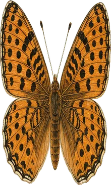 Atlantis Fritillary