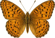 Zerene Fritillary