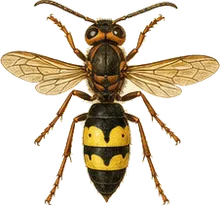Eastern Cicada Killer