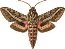 Bicolor Hawk Moth