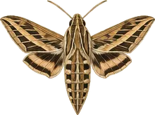 Great Ash Sphinx