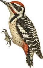 Red-breasted Sapsucker