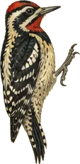 Yellow-bellied Sapsucker