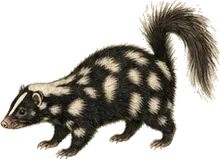 Southern Spotted Skunk