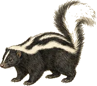 Eastern Spotted Skunk