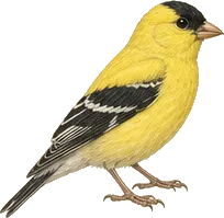 American Goldfinch