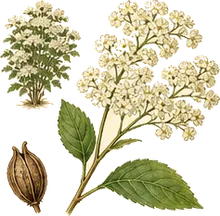 White Meadowsweet