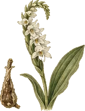 Nodding Ladies' Tresses