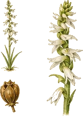 Northern Slender Ladies' Tresses
