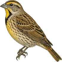 Dickcissel
