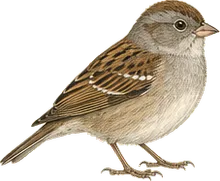 Field Sparrow