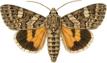 Fall Armyworm Moth