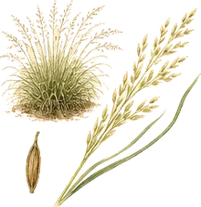 Prairie Dropseed