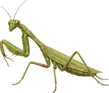 Carolina Mantis