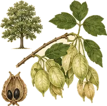 American Bladdernut