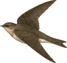 Northern Rough-winged Swallow