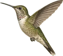 White-eared Hummingbird