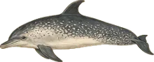 Pantropical Spotted Dolphin