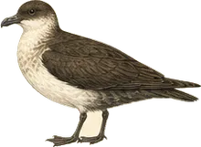 Pomarine Jaeger