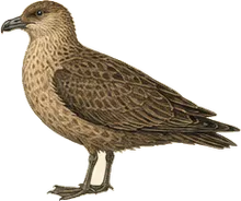 Great Skua