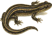 Many-lined Salamander
