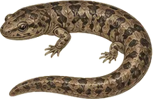 Shovel-nosed Salamander
