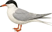 Forster's Tern