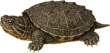 Razor-backed Musk Turtle