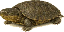 Common Musk Turtle