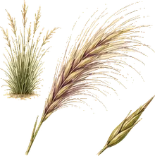 Needle and Thread Grass