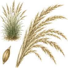 Porcupine Grass
