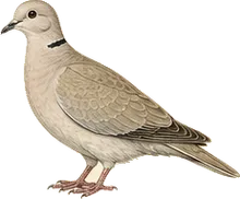 Eurasian Collared-Dove