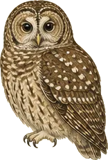 Spotted Owl