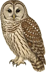 Barred Owl