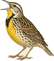 Eastern Meadowlark